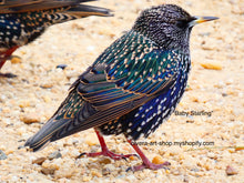 Load image into Gallery viewer, Vibrant photograph of a young european starling.