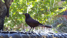 Load image into Gallery viewer, Stunning photography of blackbird grackle perched on a metal water fountain.