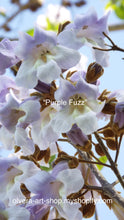 Load image into Gallery viewer, hHigh-quality photography of paulownia tomentosa flowers blooming from an empress tree.