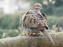 Load image into Gallery viewer, Stunning photograph of a mourning dove sitting on a tree branch.