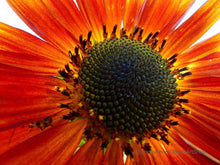 Load image into Gallery viewer, Closeup photograph of red and yellow Earthwalker Sunflower.