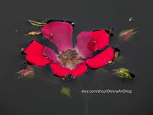 Load image into Gallery viewer, Photograph of blooming red flower floating on water