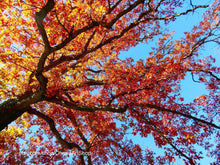 Load image into Gallery viewer, red, orange, yellow leaf fall autumn color tree with bright sky blue background