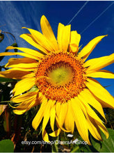 Load image into Gallery viewer, Photography of yellow sunflower, bright blue sky on background.