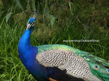 Load image into Gallery viewer, Photograph of sassy peacock
