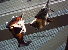 Load image into Gallery viewer, Two large brown fruit bats hanging from ceiling at The National Aquarium in Baltimore in the Australian Exhibit
