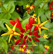 Load image into Gallery viewer, Photograph of tiny vibrant yellow and red starburst shaped flowers, bright green leaves on background.