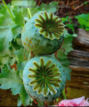 Load image into Gallery viewer, Mini Dia De Los Muertos Sky Blue Mini Calavera, Day of the Dead Ceramic Sky Blue Mini Altar Skull, Nature Inspired Floral Hand Painted Skull Art