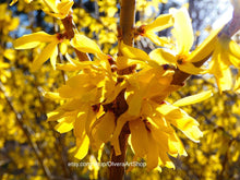 Load image into Gallery viewer, Dawn Redwood small grove that is full of danty but bursting of vibrant canary yellow flowers that start to bloom at the end of Winter and early Spring months