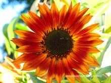 Load image into Gallery viewer, red, orange, yellow black-eyed susan flower