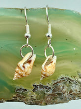 Load image into Gallery viewer, These dainty and delicate conch shell earrings provide a subtle and sophisticated addition to any ensemble. Nature lovers and beach-goers alike will appreciate the subtle ocean vibes these earrings bring, making them a perfect accessory for summer fashion. Measurements: 3/4” in length