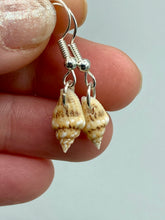 Load image into Gallery viewer, These dainty and delicate conch shell earrings provide a subtle and sophisticated addition to any ensemble. Nature lovers and beach-goers alike will appreciate the subtle ocean vibes these earrings bring, making them a perfect accessory for summer fashion.  Measurements: 3/4” in length