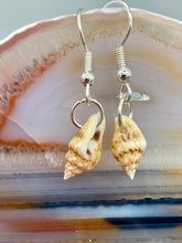 Load image into Gallery viewer, These dainty and delicate conch shell earrings provide a subtle and sophisticated addition to any ensemble. Nature lovers and beach-goers alike will appreciate the subtle ocean vibes these earrings bring, making them a perfect accessory for summer fashion. Measurements: 3/4” in length