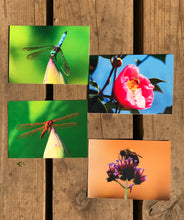 Load image into Gallery viewer, Assortment of Flowers, Dragonfly, Bee Fine Photography Blank Note CardsThis set of blank greeting cards includes vibrant photographs of bees and dragonflies, capturing the beauty of nature in beautiful colors. A perfect way to send a special note for any occasion and make someone’s day brighter. Enjoy the idyllic summertime feel with these nature-inspired photography cards.
