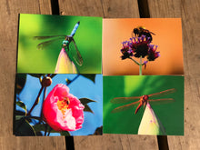 Load image into Gallery viewer, This set of blank greeting cards includes vibrant photographs of bees and dragonflies, capturing the beauty of nature in beautiful colors. A perfect way to send a special note for any occasion and make someone’s day brighter. Enjoy the idyllic summertime feel with these nature-inspired photography cards.