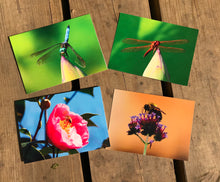 Load image into Gallery viewer, Assortment of Flowers, Dragonfly, Bee Fine Photography Blank Note CardsThis set of blank greeting cards includes vibrant photographs of bees and dragonflies, capturing the beauty of nature in beautiful colors. A perfect way to send a special note for any occasion and make someone’s day brighter. Enjoy the idyllic summertime feel with these nature-inspired photography cards.