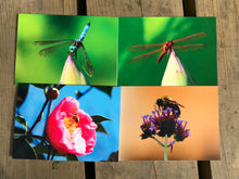 Load image into Gallery viewer, Assortment of Flowers, Dragonfly, Bee Fine Photography Blank Note CardsThis set of blank greeting cards includes vibrant photographs of bees and dragonflies, capturing the beauty of nature in beautiful colors. A perfect way to send a special note for any occasion and make someone’s day brighter. Enjoy the idyllic summertime feel with these nature-inspired photography cards.