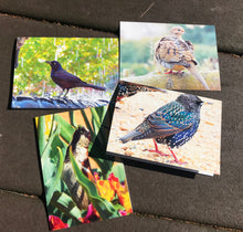 Load image into Gallery viewer, Assortment of Bird Fine Photography Blank Note Cards