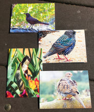 Load image into Gallery viewer, Assortment of Bird Fine Photography Blank Note Cards