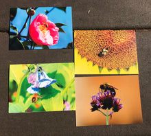 Load image into Gallery viewer, Assortment Vibrant High Quality Bee Photography Blank Note CardsThis set of blank greeting cards includes a mixed set of vibrant photographs of bees, capturing the beauty of nature in beautiful colors. A perfect way to send a special note for any occasion and make someone’s day brighter. Enjoy the idyllic summertime feel with these nature-inspired photography cards.