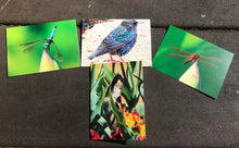 Load image into Gallery viewer, Assortment of Bird And Dragonfly Fine Art Photography Blank Note Cards