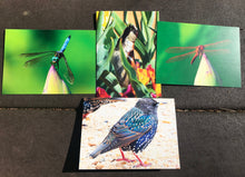 Load image into Gallery viewer, Assortment of Bird And Dragonfly Fine Art Photography Blank Note Cards