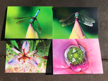Load image into Gallery viewer, Assortment of Vibrant Dragonfly and Pink/Purple Flower Fine Photography Blank Note Cards