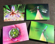 Load image into Gallery viewer, Assortment of Vibrant Dragonfly and Pink/Purple Flower Fine Photography Blank Note Cards