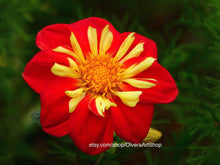 Load image into Gallery viewer, Red and yellow flower
