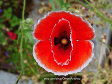 Load image into Gallery viewer, Photograph of red and white poppy seed flower.