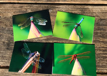 Load image into Gallery viewer, This set of blank greeting cards includes a mixed set of vibrant photographs of dragonflies, capturing the beauty of nature in beautiful colors. A perfect way to send a special note for any occasion and make someone’s day brighter. Enjoy the idyllic summertime feel with these nature-inspired photography cards.