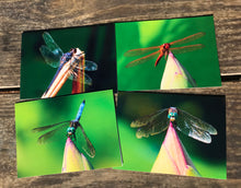 Load image into Gallery viewer, Vibrant Colorful Dragonfly Fine Photography Note CardsThis set of blank greeting cards includes a mixed set of vibrant photographs of dragonflies, capturing the beauty of nature in beautiful colors. A perfect way to send a special note for any occasion and make someone’s day brighter. Enjoy the idyllic summertime feel with these nature-inspired photography cards.