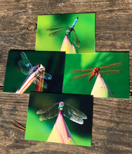 Load image into Gallery viewer, This set of blank greeting cards includes a mixed set of vibrant photographs of dragonflies, capturing the beauty of nature in beautiful colors. A perfect way to send a special note for any occasion and make someone’s day brighter. Enjoy the idyllic summertime feel with these nature-inspired photography cards.