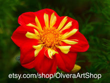 Load image into Gallery viewer, photograph of red and yellow blooming poppy flower