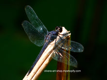 Load image into Gallery viewer, This stunning photograph of a dark purple dragonfly perched on a branch