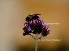 Load image into Gallery viewer,  High-quality photography of a bumblebee on a tall purple verbena flower.
