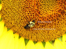 Load image into Gallery viewer, High-quality photography of a bumblebee on a bright yellow sun flower.