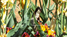 Load image into Gallery viewer, Photograph of a house sparrow feeding from a flower bed.

