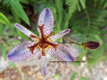 Load image into Gallery viewer, high-quality close up photography of a toad lily flower
