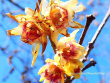Load image into Gallery viewer, Photography of tiny yellow and red flowers on branch, bight blue sky
