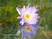 Load image into Gallery viewer, light purple Lilly flower floating on water beautiful reflection
