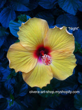 Load image into Gallery viewer, High-quality photography of a bright yellow hibiscus flower with a dark blue-green background.
