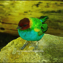 Load image into Gallery viewer, tiny bird with red face, yellow, green and blue feathers
