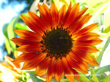 Load image into Gallery viewer, red, orange, yellow black-eyed susan flower
