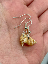 Load image into Gallery viewer, These dainty and delicate conch shell earrings provide a subtle and sophisticated addition to any ensemble. Nature lovers and beach-goers alike will appreciate the subtle ocean vibes these earrings bring, making them a perfect accessory for summer fashion.  Measurements: 3/4” in length 
