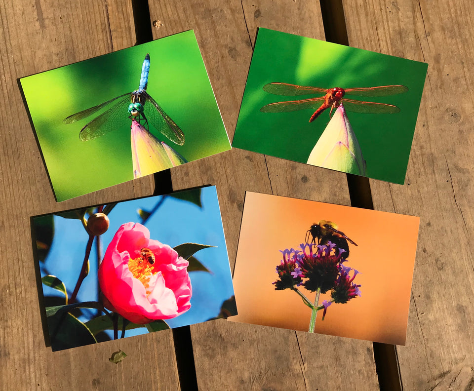 Assortment of Flowers, Dragonfly, Bee Fine Photography Blank Note CardsThis set of blank greeting cards includes vibrant photographs of bees and dragonflies, capturing the beauty of nature in beautiful colors. A perfect way to send a special note for any occasion and make someone’s day brighter. Enjoy the idyllic summertime feel with these nature-inspired photography cards.