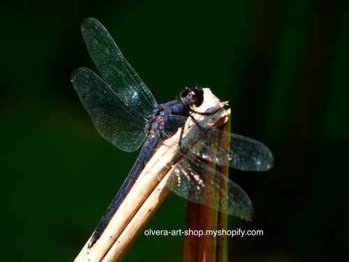 This stunning photograph of a dark purple dragonfly perched on a branch