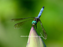 Load image into Gallery viewer, This stunning photography of a blue dasher dragonfly perched on a lotus flower bud 
