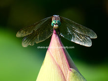 Load image into Gallery viewer, This stunning photography of a blue dasher dragonfly perched on a lotus flower bud 
