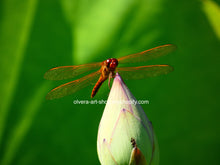 Load image into Gallery viewer, This stunning photography of a red-veined darter dragonfly sitting on a light pink lotus flower bud. 
